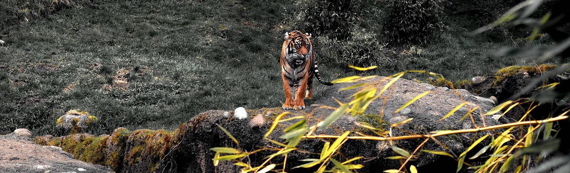 Tigre surplombant le paysage depuis un rocher