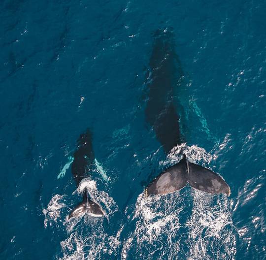 Une baleine et son baleineau replongeant dans l'eau