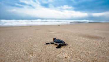 Nouveau-né tortue essayant de gagner la mer