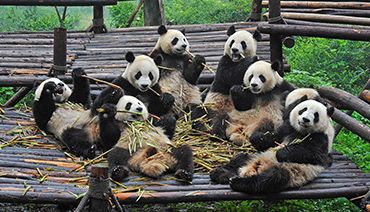Groupes de pandas géants sur une plateforme, mangeant des bambous