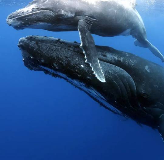 Une baleine à bosse et son baleineau