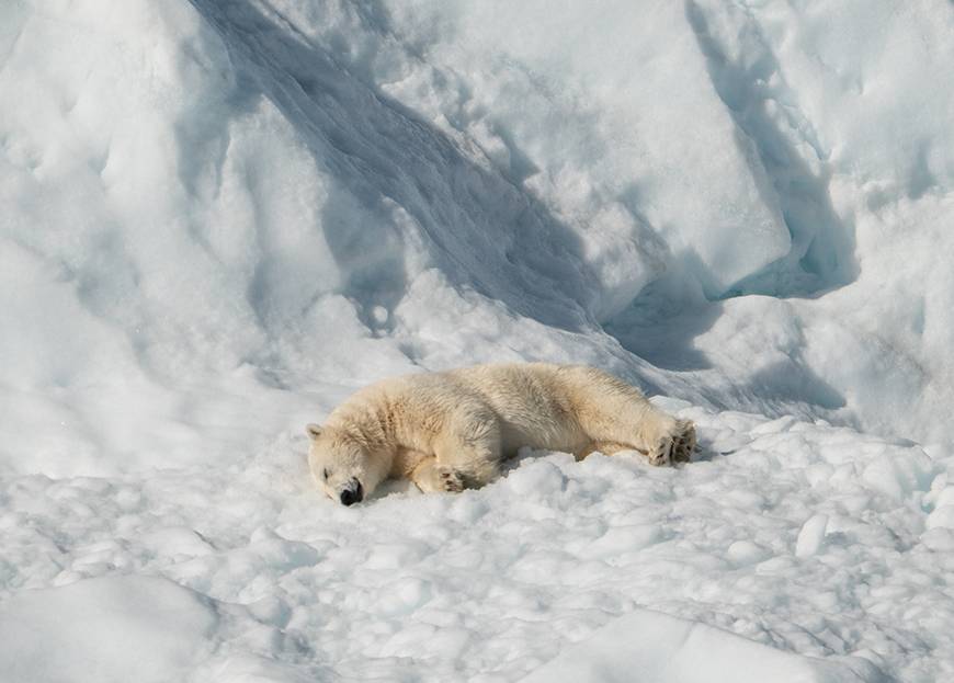 Ours polaire se prélassant au soleil sur la glace