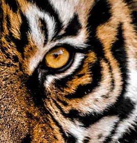 Gros plan sur un oeil de tigre