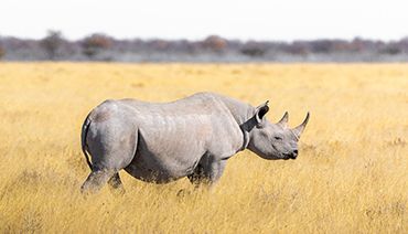 Rhinocéros dans la savane