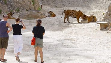 Tigres en captivité dans une ferme animalière