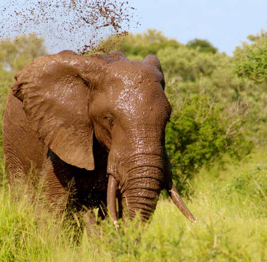 Elephant qui s'asperge de boue