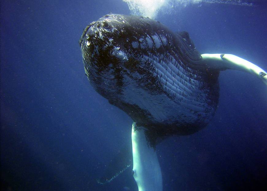 Vue d'une baleine à bosse sous l'eau
