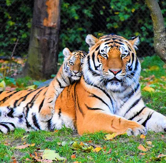 Une maman tigre et son petit, allongés dans l'herbe