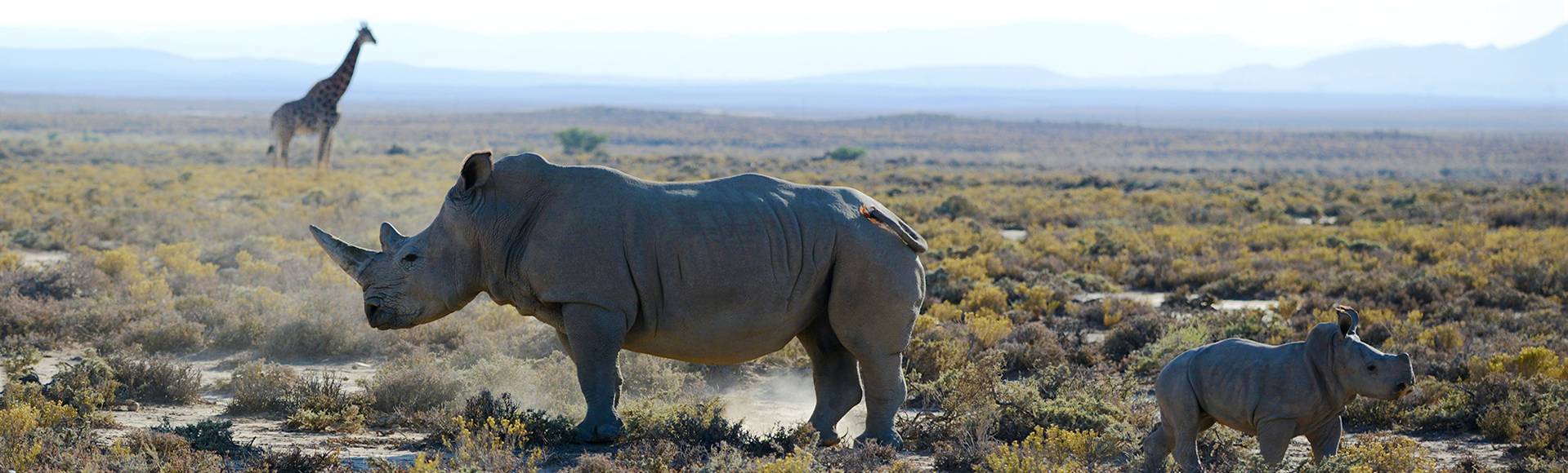 Rhinocéros et son petit dans la savane africaine