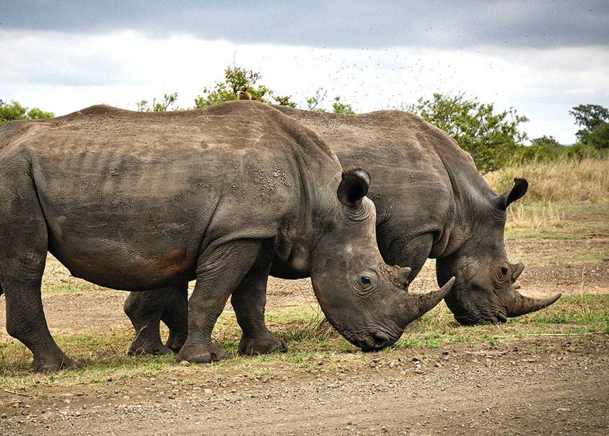 Deux rhinocéros broutant de l'herbe