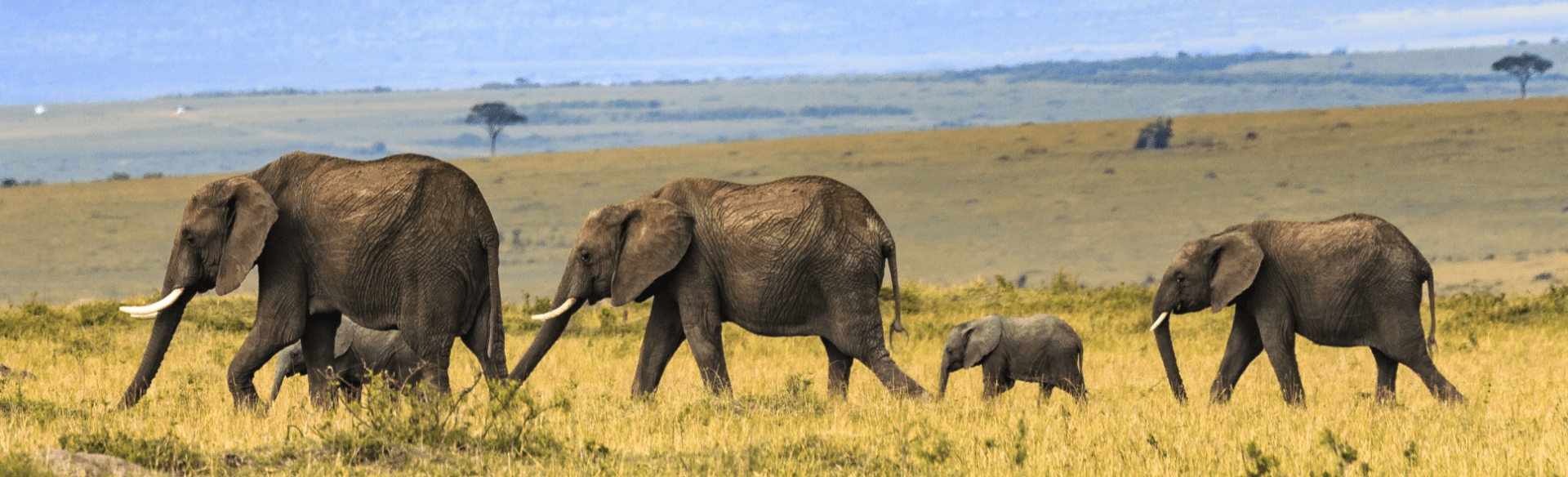 Famille d'éléphants à la file indienne