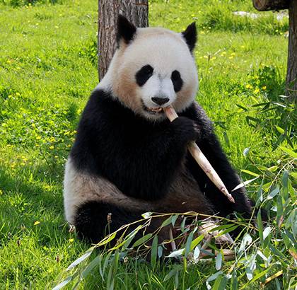 Panda géant assis mangeant paisiblement du bambou