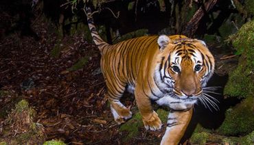 Tigre pris en photo par les pièges photographiques du WWF
