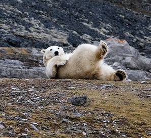 Ours polaire se prélassant sur les côtes arctiques