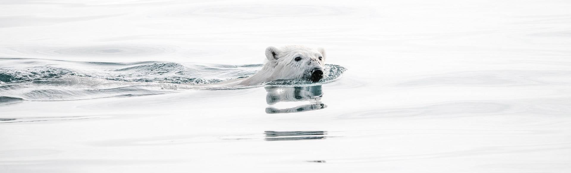 Nage d'un ours blanc dans les eaux de la mer arctique