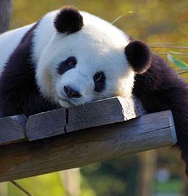 Panda géant endormi sur une plateforme