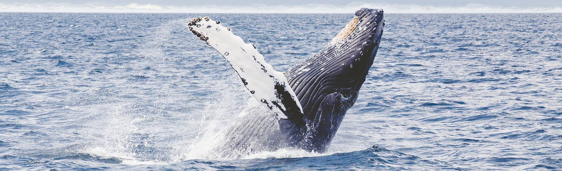 Baleine à bosse plongeant dans l'eau sur le dos