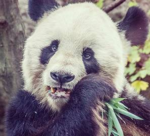 Panda assis mangeant une tige de bambou