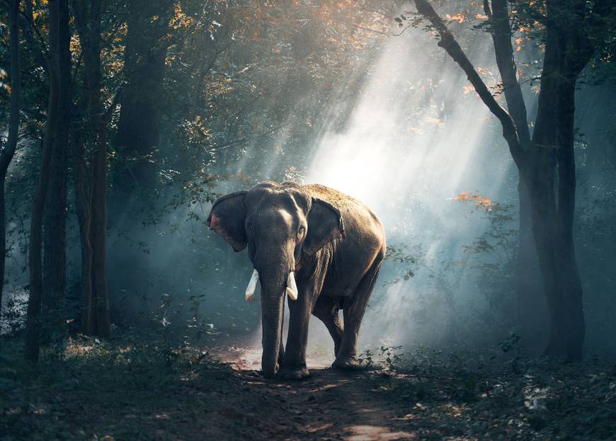 Eléphant dans une forêt d'Asie