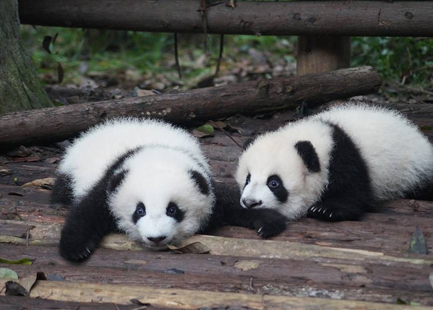 Deux bébés pandas sur une plateforme