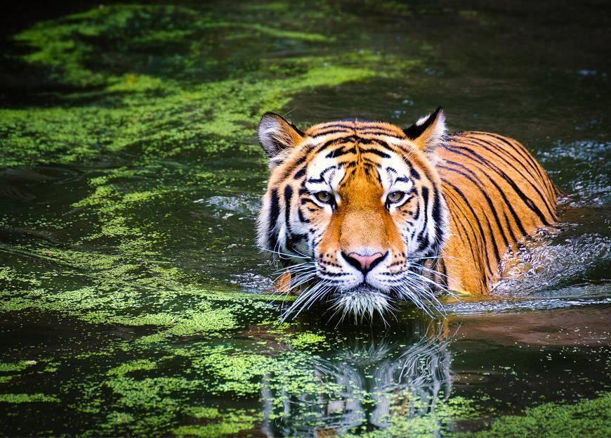 Tigre nageant dans une rivière