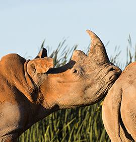 Rhinocéros posant sa tête sur un autre