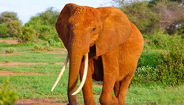 Elephant d'Afrique dans une clairière
