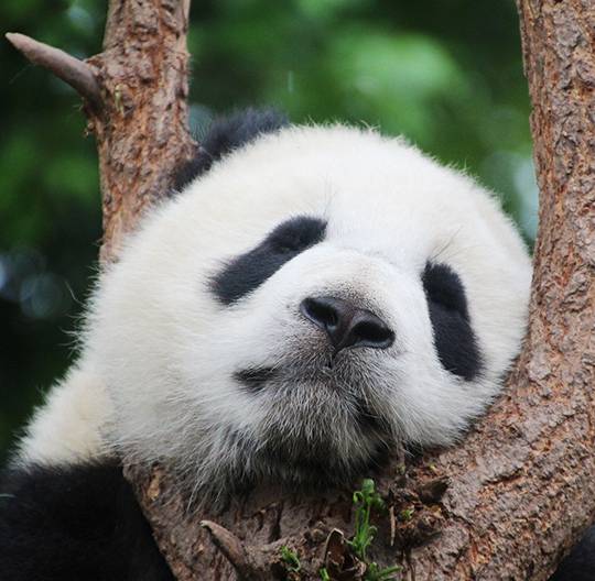 Un panda géant en pleine sieste