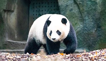 Panda géant dans un zoo