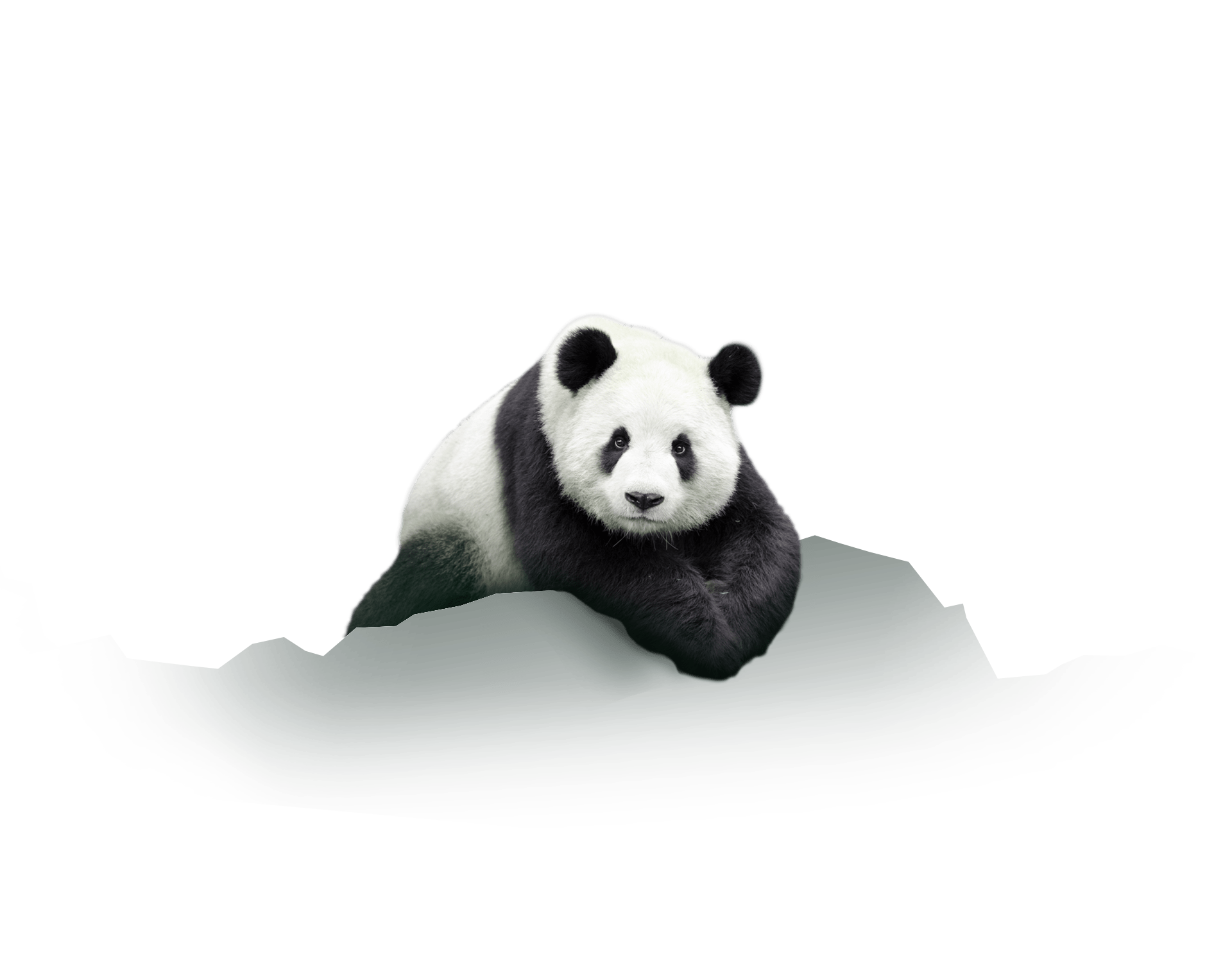 Le panda
