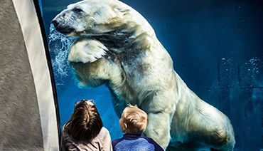 Ours polaire dans une piscine d'un zoo