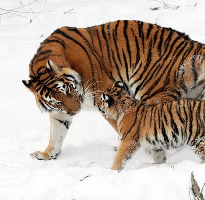 Tigres de Sibérie, une maman et son petit dans la neige