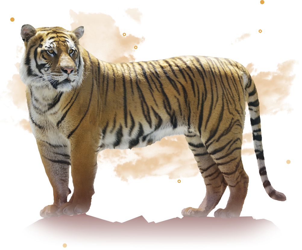 Le tigre