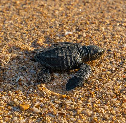 Bébé tortue sur le sable regagnant la mer