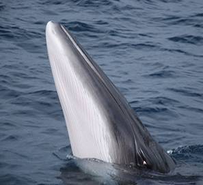 Baleine bleue sortant de l'eau