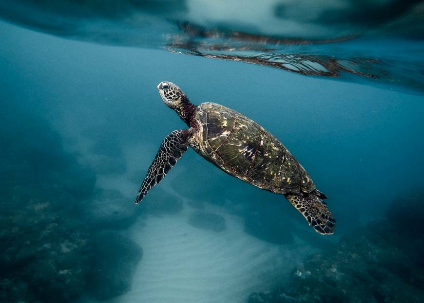 Vue d'une tortue sous l'eau