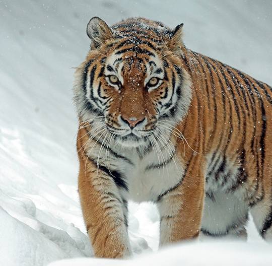 Tigre de Sibérie avançant dans la neige