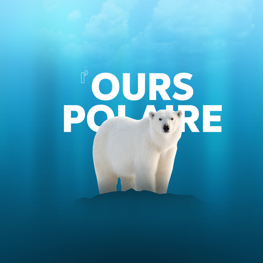 Ours polaire : faits, enjeux, actions