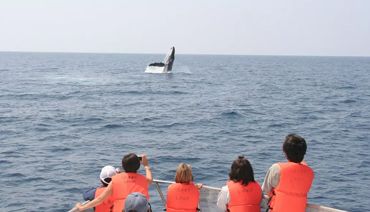 Bateau de tourisme observant une baleine
