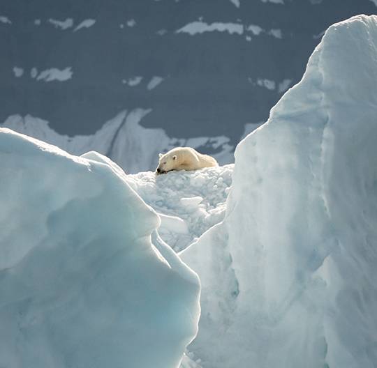 Sieste d'un ours polaire au sommet d'un iceberg