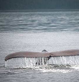 Queue de baleine replongeant dans l'eau