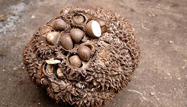 Vue d'une graine de tagua