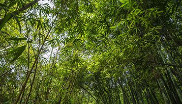 Vue d'une forêt de bambous