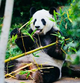 Panda géant assis mangeant du bambou