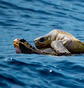 Accouplement de tortues dans la mer