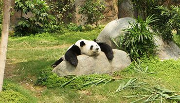 Panda reposant sa tête sur un cailloux