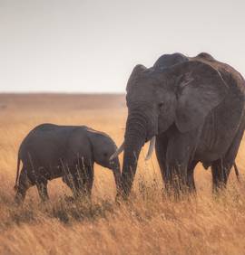 Une maman éléphant et son petit dans la savane
