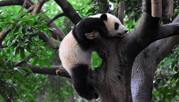 Tentative d'un panda pour grimper sur une branche d'arbre
