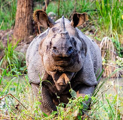 Face à face avec un rhinocéros d'Asie