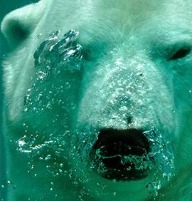 Vue d'un ours polaire sous l'eau